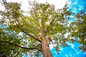Best Fruit Tree Pruning  in Laurel, DE