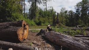 Best Tree Cabling and Bracing  in Laurel, DE