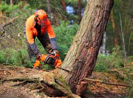 Best Commercial Tree Services  in Laurel, DE