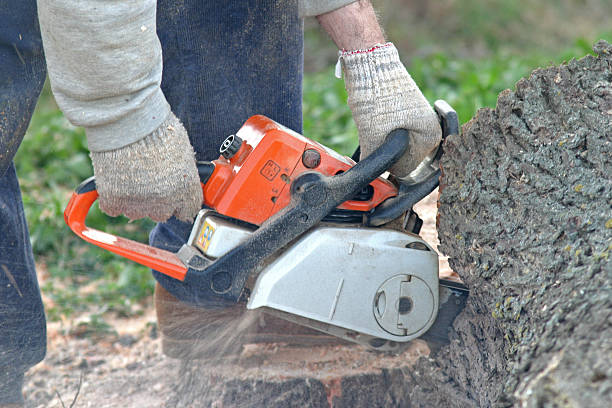 Best Stump Grinding and Removal  in Laurel, DE