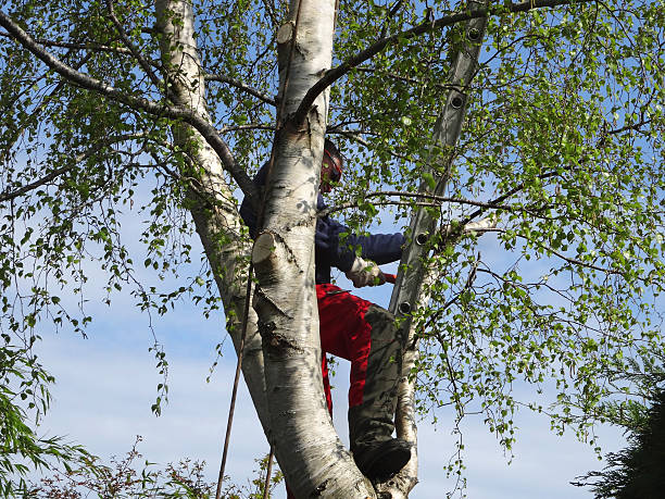 Best Hazardous Tree Removal  in Laurel, DE