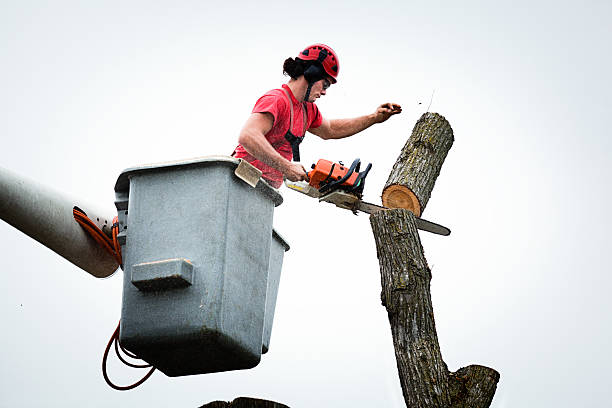 Laurel, DE Tree Care Company