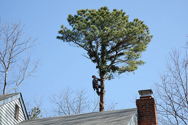 How Our Tree Care Process Works  in  Laurel, DE