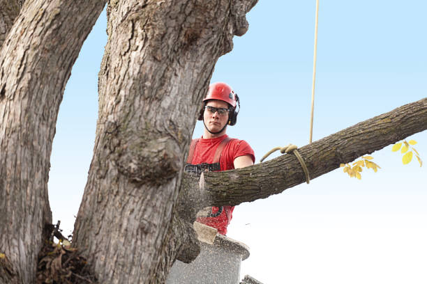 Best Lawn Maintenance Plans  in Laurel, DE